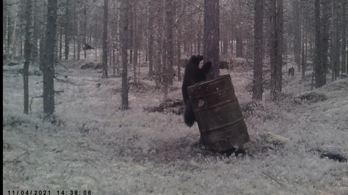 Росомаха и заяц-беляк посещают приваду для медведя. смотреть онлайн