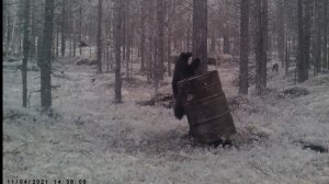 Росомаха и заяц-беляк посещают приваду для медведя.