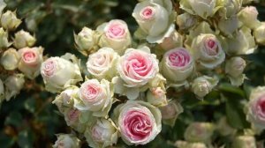 Роза Мими Эден - миниатюрная спрей флорибунда