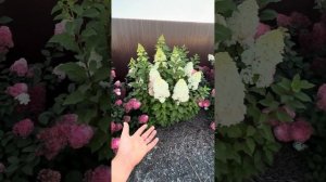 Гортензия метельчатая Геркулес🌟Hercules