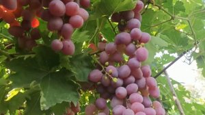 Виноград Изумление. Grapes Amazement