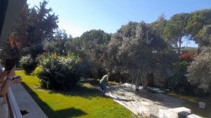 Отель Мастер фэмили клаб. Турция. Сиде.Оливки.Урожай.