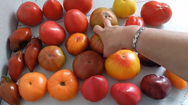 Обзор сортовых томатов:Золотой буратино,Крем торт,Кыз