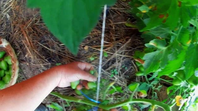 Помидоры сорт Чио Чио Сан-лучшие на Селигере.