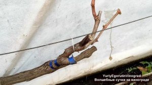 🍇 Идеальная обрезка винограда 4 года подряд. Как сфор?