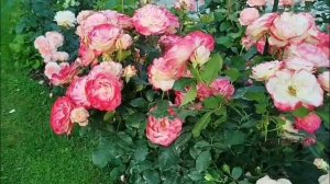 Юбилей Принца Монако - роза шедевр.