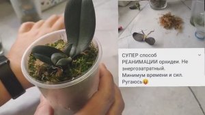 Два раза и ОБА УДАЧНО. БЕЗУХОДНЫЙ способ РЕАНИМАЦИИ орхидей. Пробую ещё- Сажаю безнадëгу