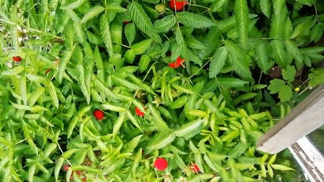 Малина #potemkin3 Палкино из тибета