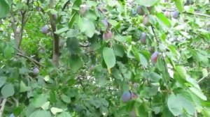 Слива Киргизская превосходная