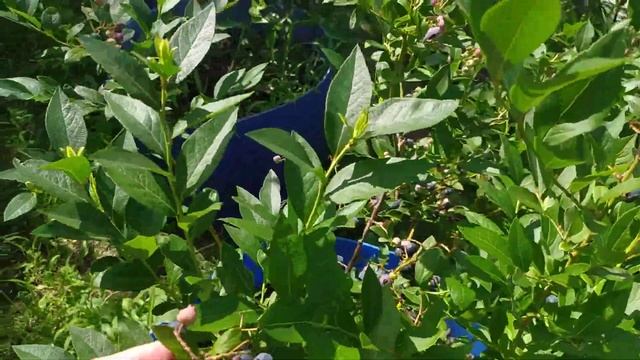 Какие сорта голубики созревают в июне-июле, какие плод