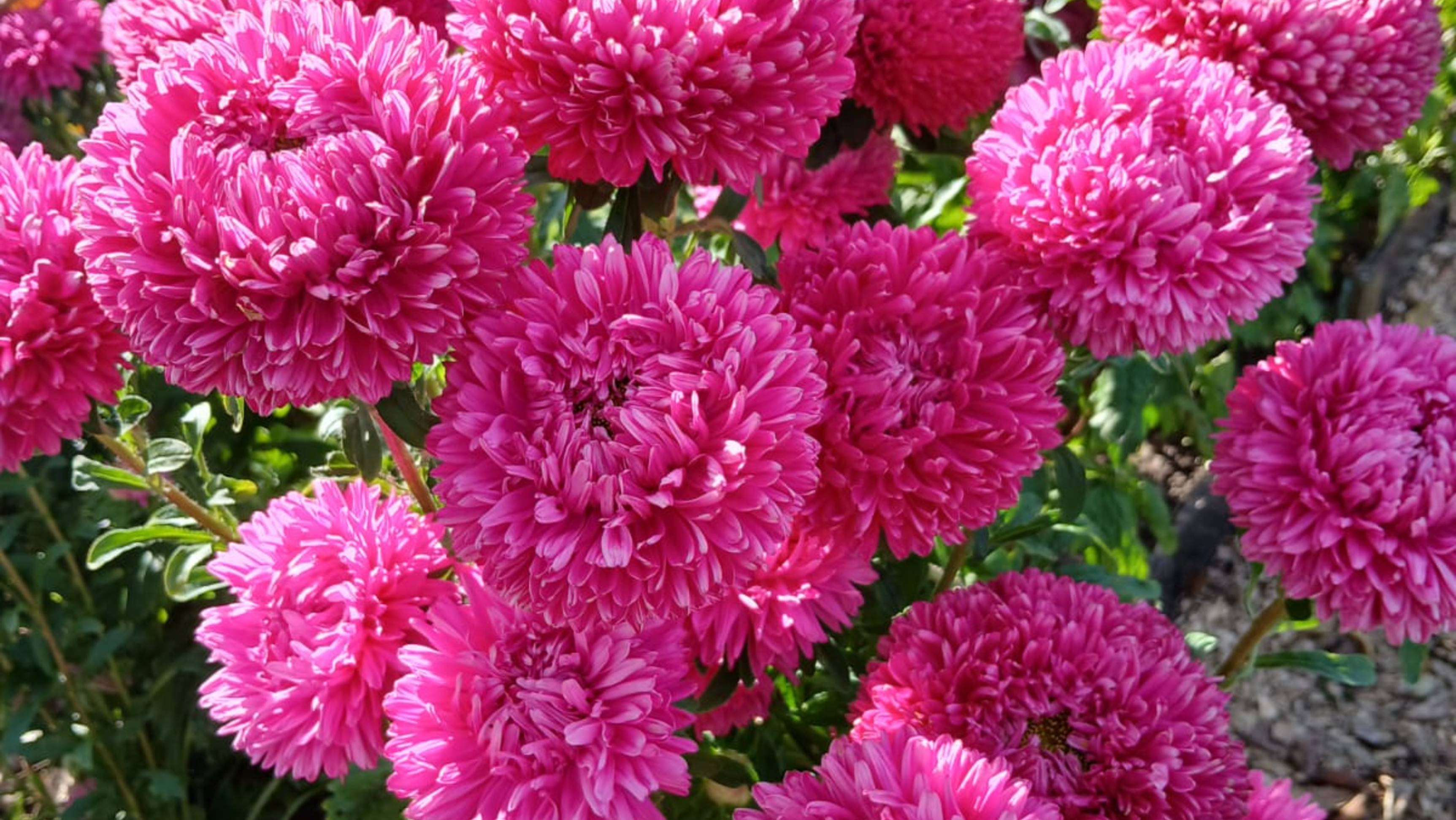 Какая выросла 🫜 свекла , и всего чуть чуть. смотреть онлайн