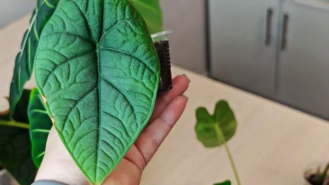 ЧТО С АЛОКАЗИЯМИ, которые наращивали корни в воде и бы?