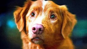 Трейлер фильма "Глазами пса".  Глазами пса: Уникальный хоррор от первого лица собаки