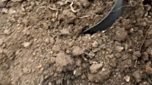 Розы. Зимовка черенков на отлично! Мой способ сохранен