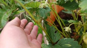 Клубника сорт Гарда 28 июня 2023 Московская область