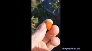 Облепиха Эссель