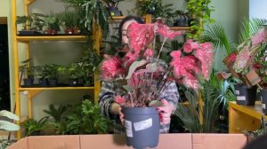 ОБЗОР, распаковка поставки растений из Голландии 🌱(31.