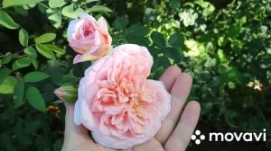 Розы от Полины Козловой. Отзывы. Что расцвело в первый