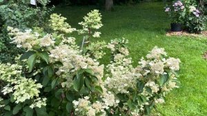 Обзор. ГОРТЕНЗИИ ВИМС РЕД и ДАРУМА. Зацвели ранние сор?