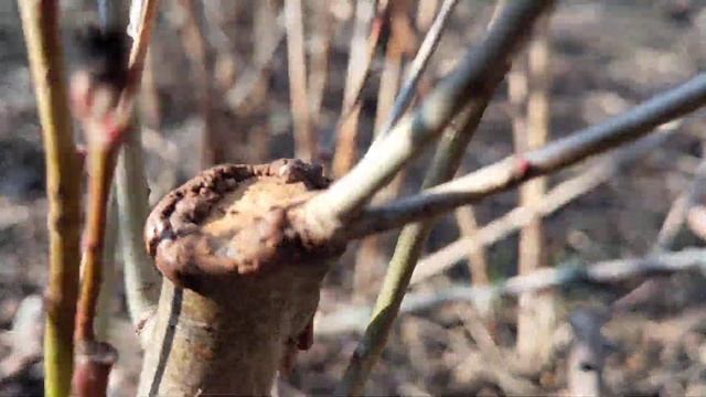 Неудачные попытки привить яблоню на боярышник. смотреть онлайн