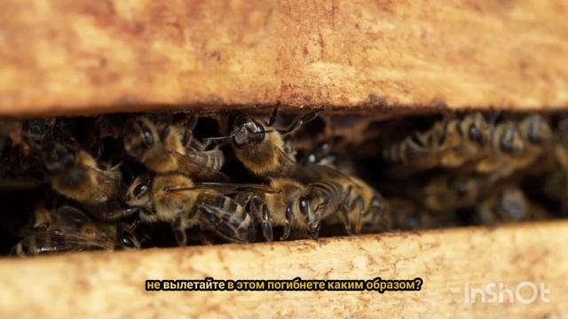 Пчелы умирают? Как помочь экологии? смотреть онлайн