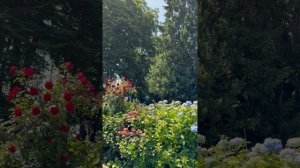 Как я укрепляю плетистые розы к арке. Не хватает ещё па