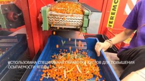 Сбор облепихи компанией ООО СП "Северный сад"/Harvesting sea b