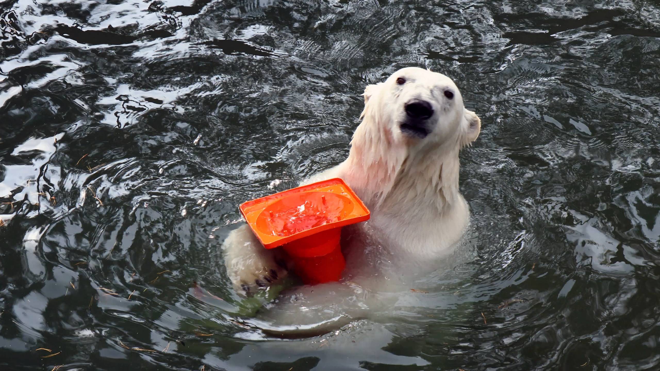 Белка и Стрелка играют с конусом.. смотреть онлайн