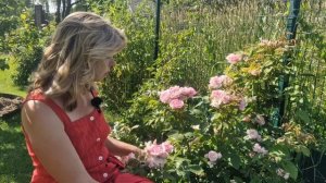 Роза Прейри Джой