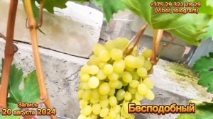 1/2 «20 сортов Винограда с мускатным  вкусом, созревающи?
