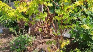 Японские клёны в моём саду.