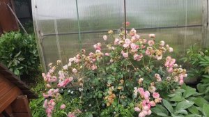 Мой дачный сезон 2025. Сад зарос, гортензии развалились.