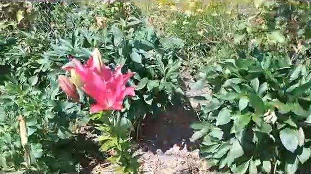 Лилии раннего периода цветения