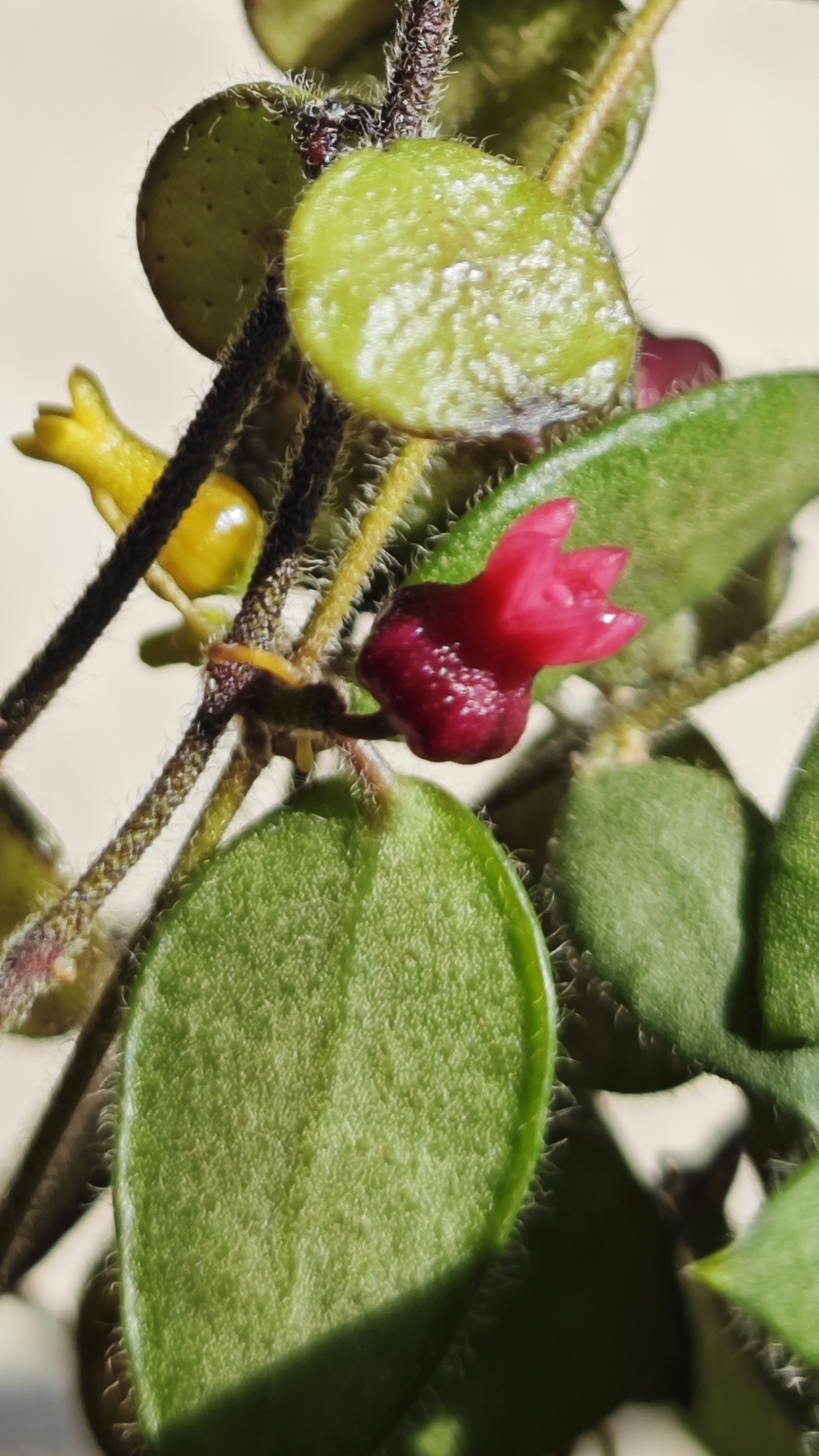 цветение дисхидии смотреть онлайн