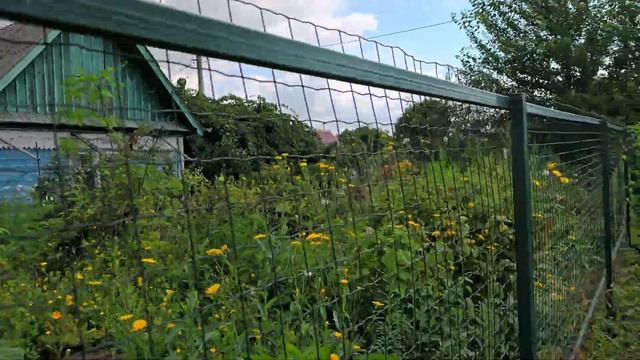 Актинидия богатый урожай 2025