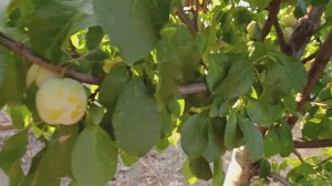 Слива Памяти Вавилова