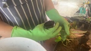 Бегония белликония , черенкование