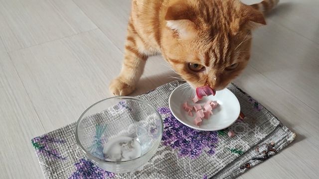 утренняя забастовка😄😸👍😋 смотреть онлайн