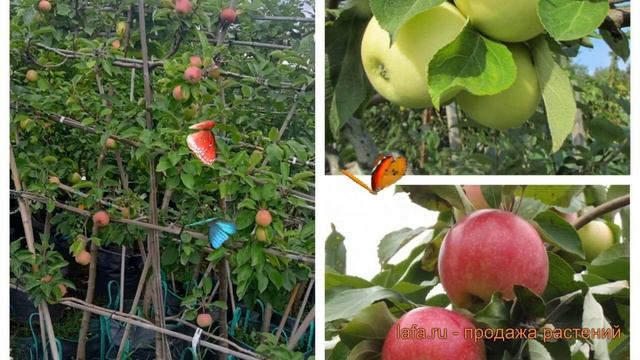 Яблоня плодовая Налив белый-Мелба 🌿 обзор: как сажать смотреть онлайн