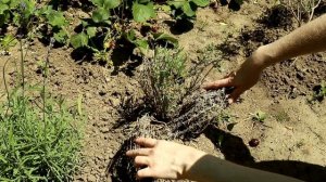 Почему пропадает лаванда? Why does lavender disappear?