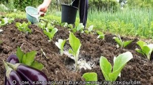 Баклажаны (рассада): выращивание и уход