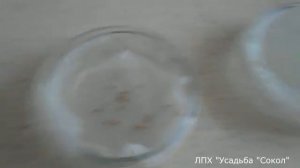 Проращивание семян томатов (самый простой способ) - се?