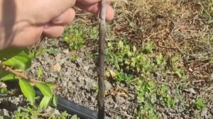 Результат размножения подвоя Бест