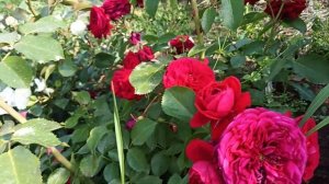 Роза Красная шапочка