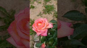 роза Моника Беллуччи, Ди Вельт