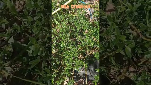 Некоторые сорта ивочки питомника «Ива Славная» (в раз?