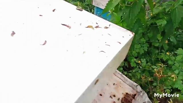 Вы думаете его нет,а ОН есть! Убийца пасек!!! смотреть онлайн