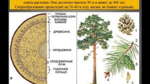 Биология 5 класс Параграф 20 "Разнообразие хвойных раст
