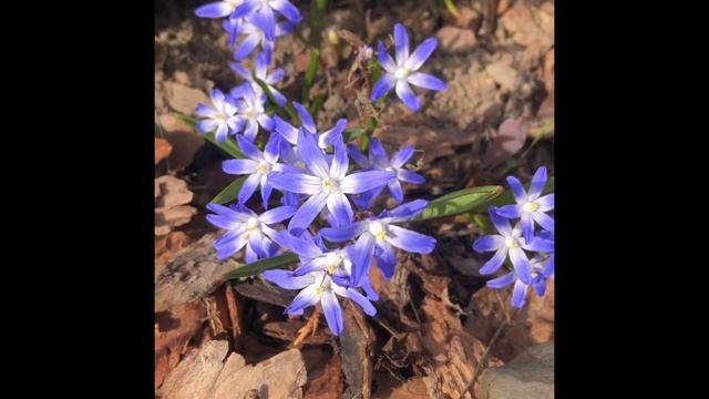Самые первые цветы в саду- первоцветы . Галантус, печён смотреть онлайн