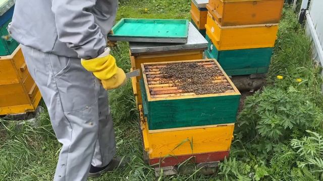 УНИКАЛЬНЫЙ МЕТОД ВЫВОДА ПЧЕЛИНЫХ МАТОК смотреть онлайн